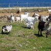 2007.04.01. - Samothraki